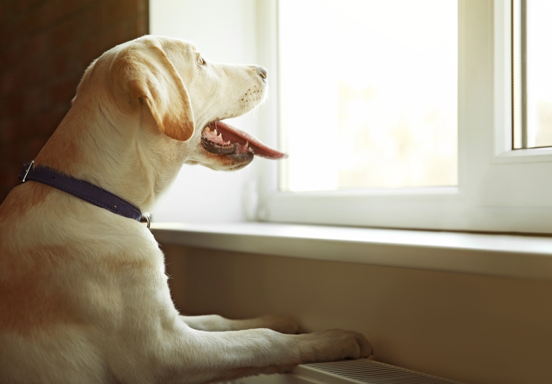 labrador az ablakban lógó nyelvvel, mereven néz