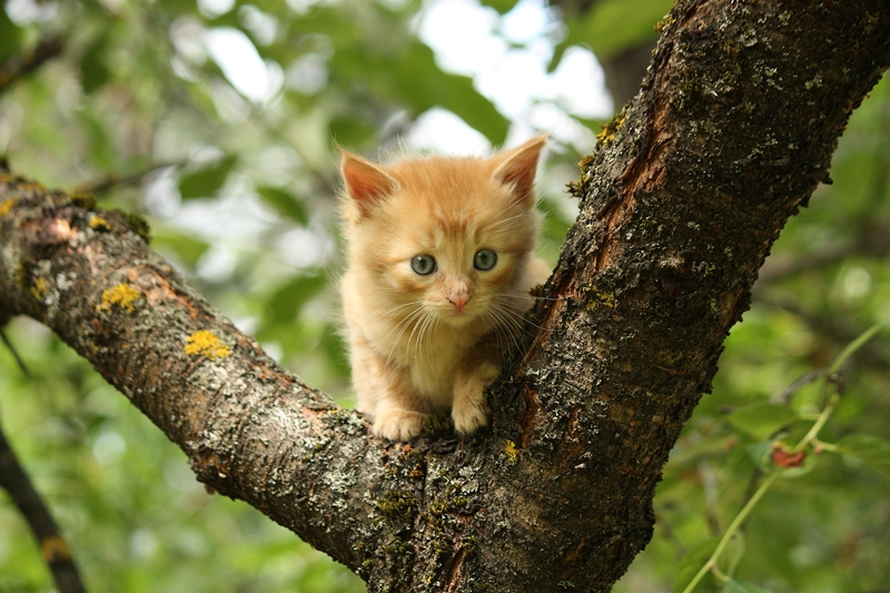 pici vörös cica a fa ágai között