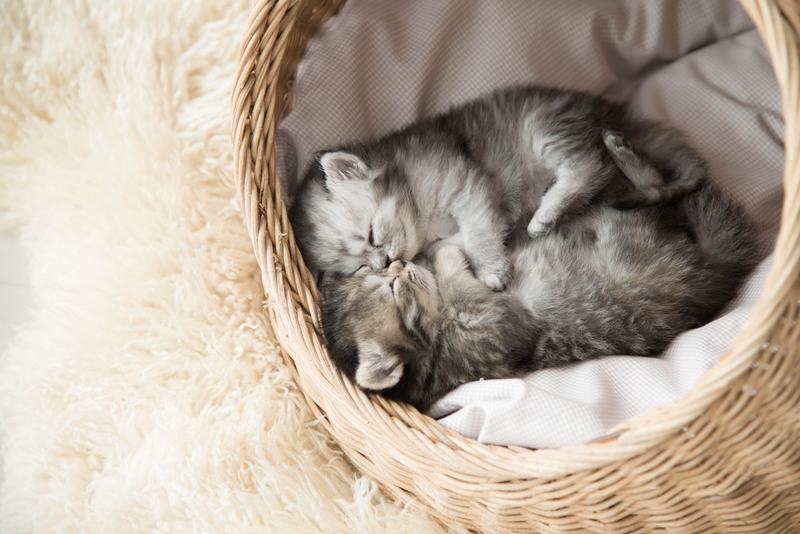 két cirmos cica kosárkában összebújva alszik