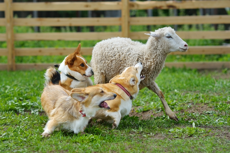 három corgie terel egy birkát