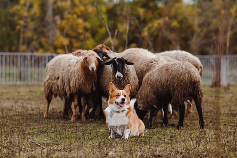 corgie az összeterelt nyáj előtt ül