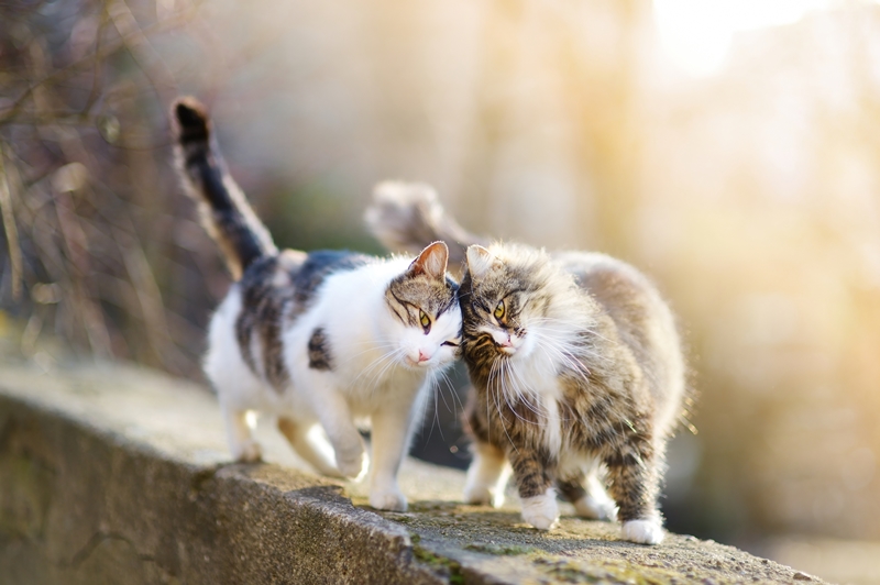 két cica kőfalon sétál és összebújik