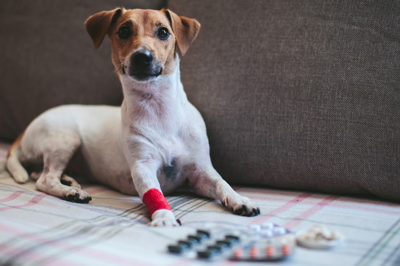 Jack russel jellegű kutya bekötött lábbal, előtte gyógyszerek