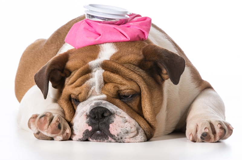 bulldog kutya fekszik, fején hűtő borogatás