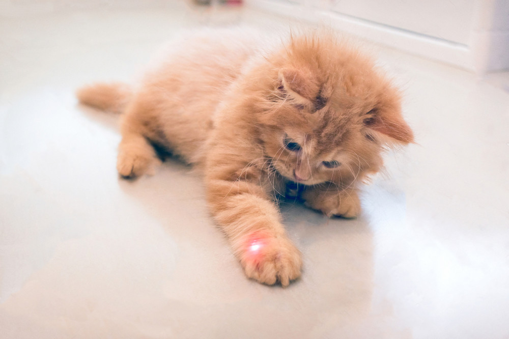 kicsi vörös macska lézerfénnyel játszik