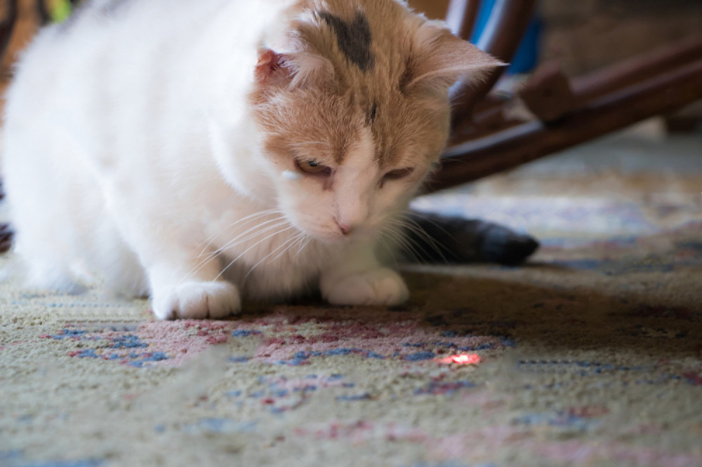 Fehér-vörös macska lézerfénnyel játszik