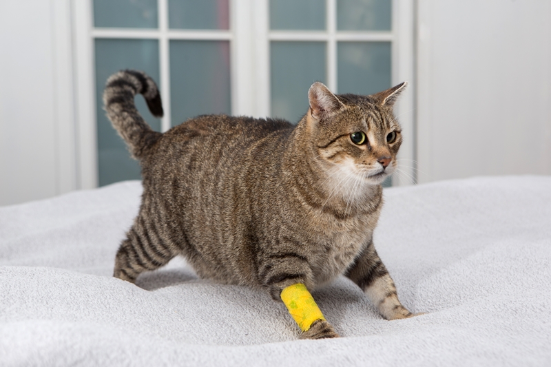 cirmos macska lelapulva néz, lábában branül, bekötve