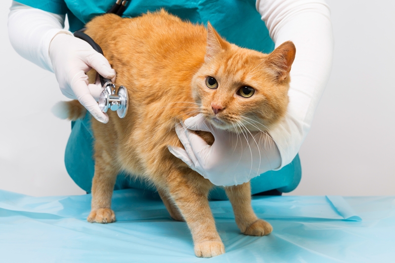 vörös cicát állatorvos vizsgál