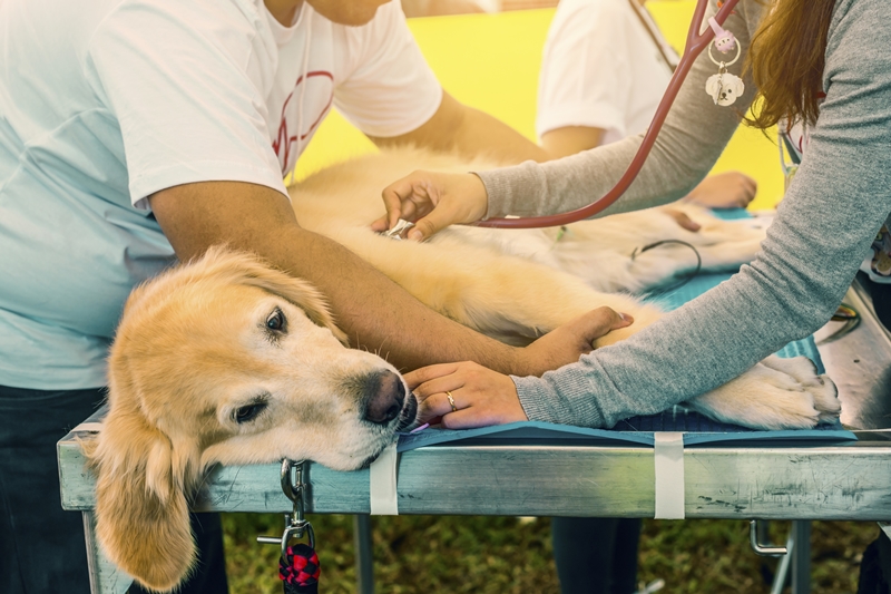 vizsgáló asztalon fekbő golden retrievert vizsgálnak