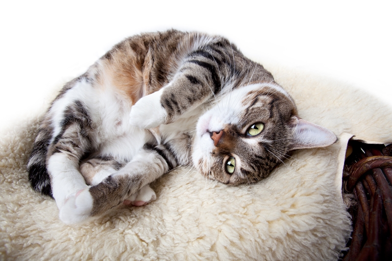 A macskahányás kezelése | Állatpatika webáruház