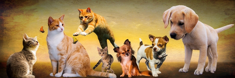 kutyák és macskák kép montázson