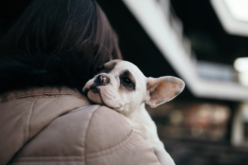 francia bulldog a gazdi karjában, feje a vállán nyugszik