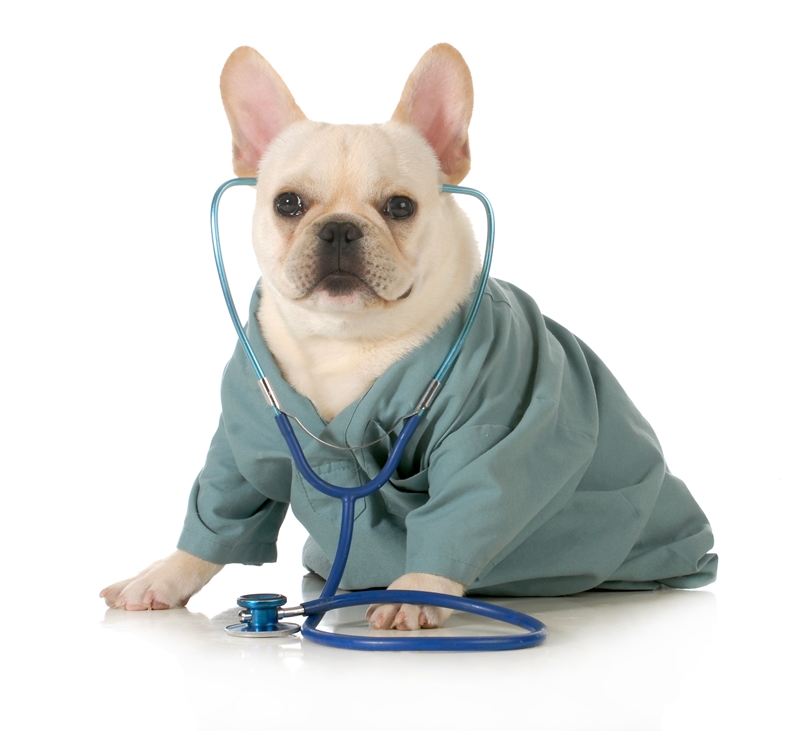 kiskutya orvosi köpenybe öltöztetve, fülében sztetoszkóppal ül