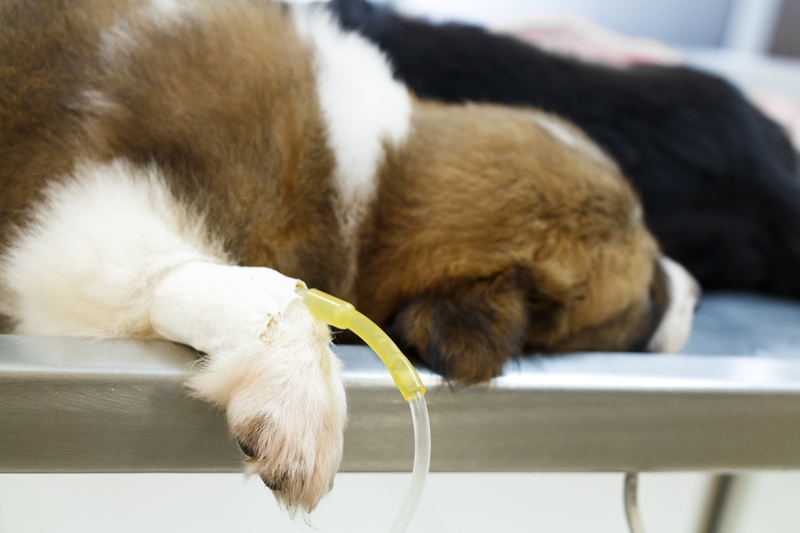 orvosi asztalon fekvő kutya, lábában infúzió