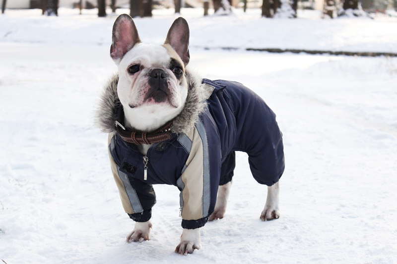 francia bulldog kutyaruhában áll a hóban