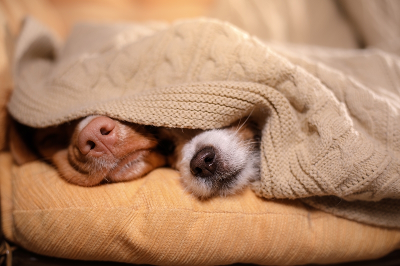 két kutyaorr lóg ki a takaró alól
