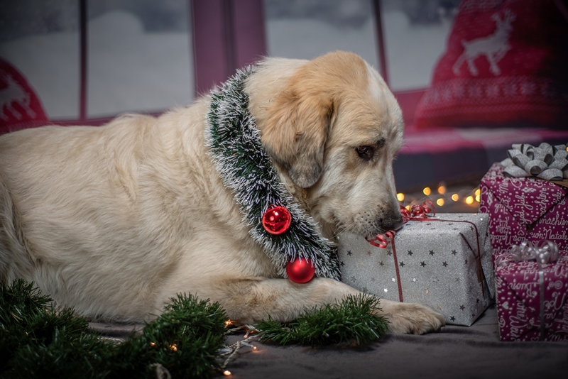 golden retriever a becsomagolt ajándékdobozt szimatolja