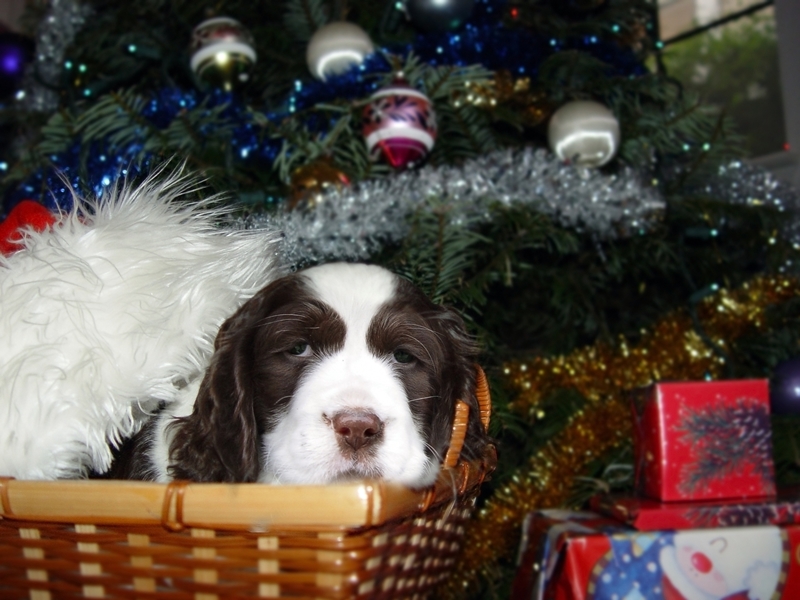 fekete-fehér kutya a kosraában fekszik a karácsonyfa alatt