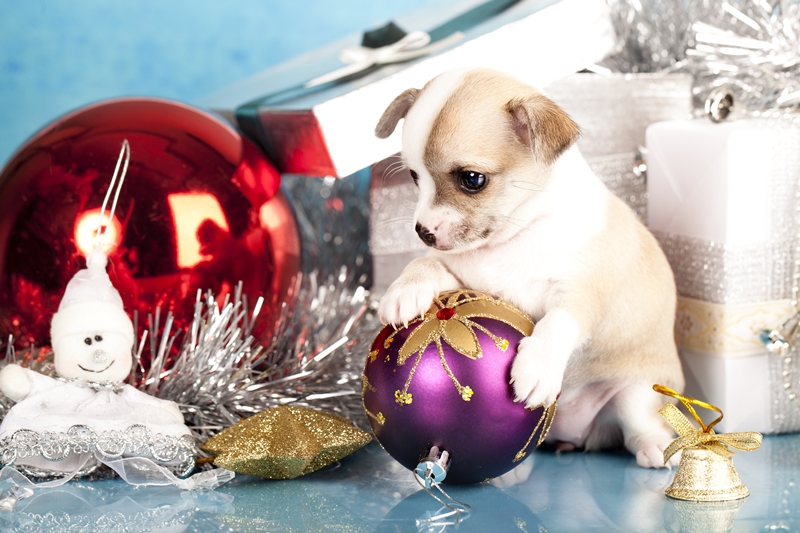 kölyökkutya mancsával lila díszen nézi a többi díszt