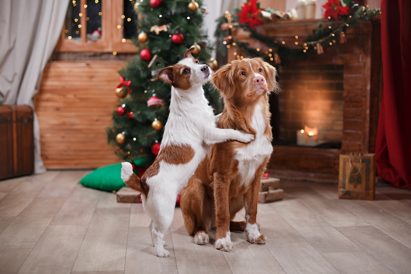 kisebb kutya nagyobb társára támaszkodva nézi a karácsonyi fényeket