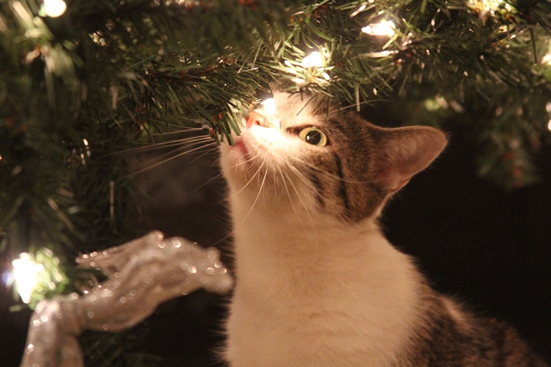 cica nézi a karácsonyfa fényeit