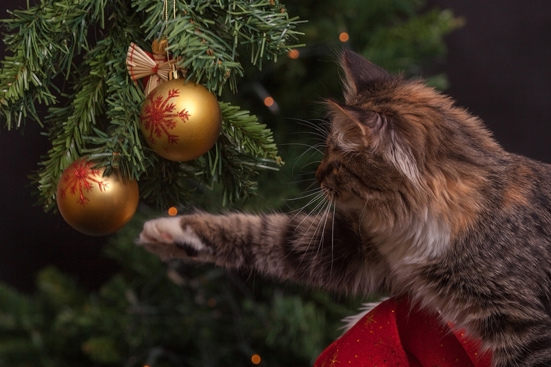 cica a karácsonyfa gömbdíszeit pofozgatja