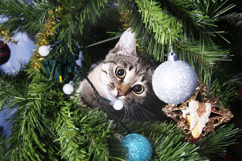 macska a fa ágai között csimpaszkodva nézi a díszeket