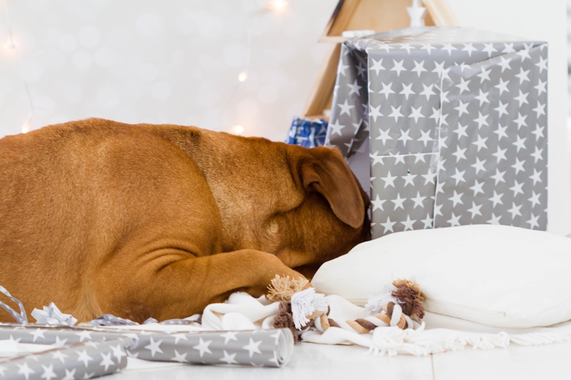 kutya a karácsonyi ajándékdobozba dugja a fejét