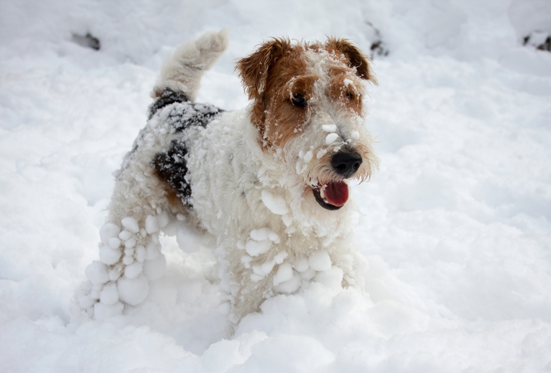 foxterrier a hóban