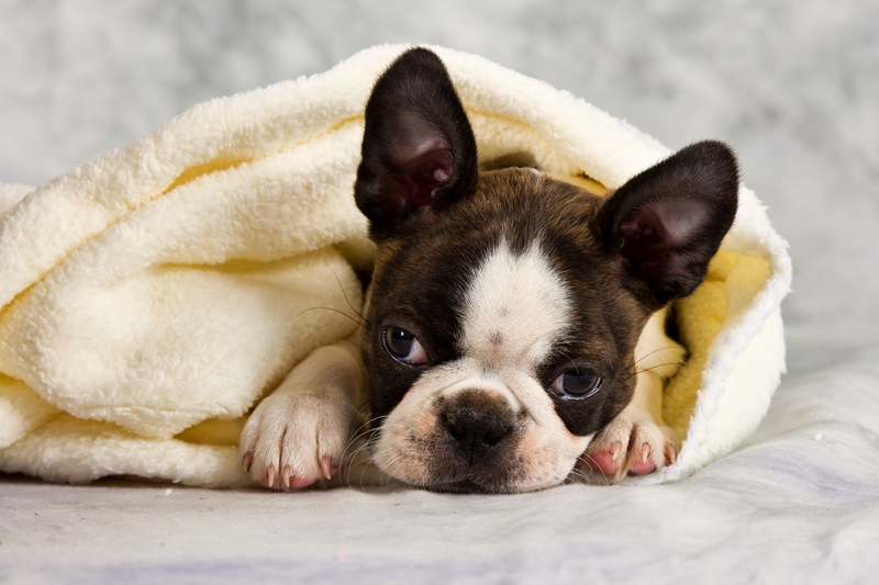 kis francia bulldog takaróba csavarva pihen