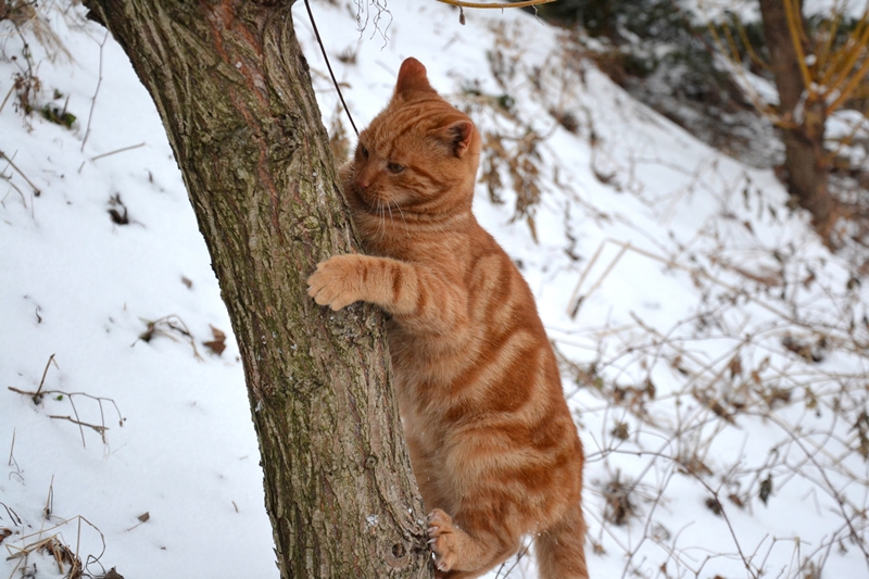 vörös cica fára mászik, mögötte havas táj