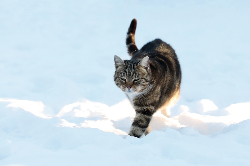 cirmos macska vakító tiszta havon sétál
