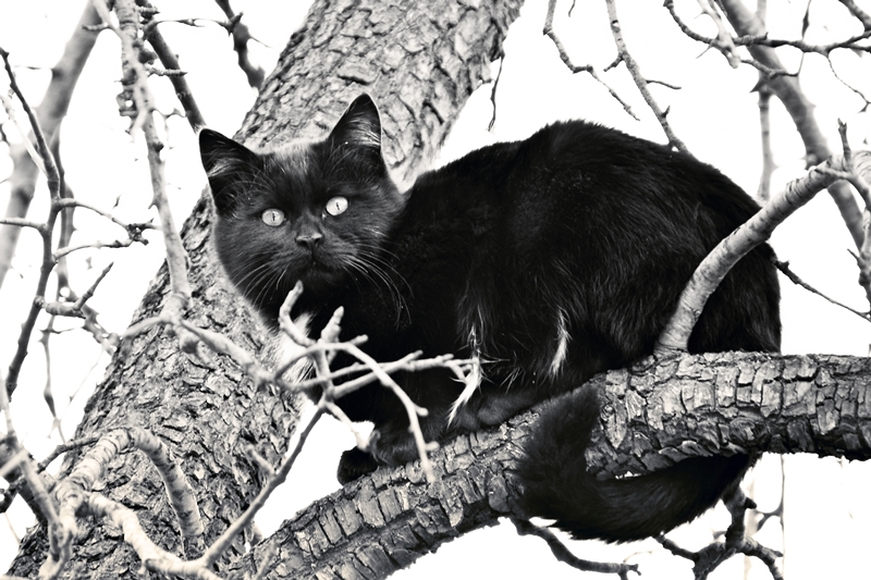 fekete cica havas faágról figyel