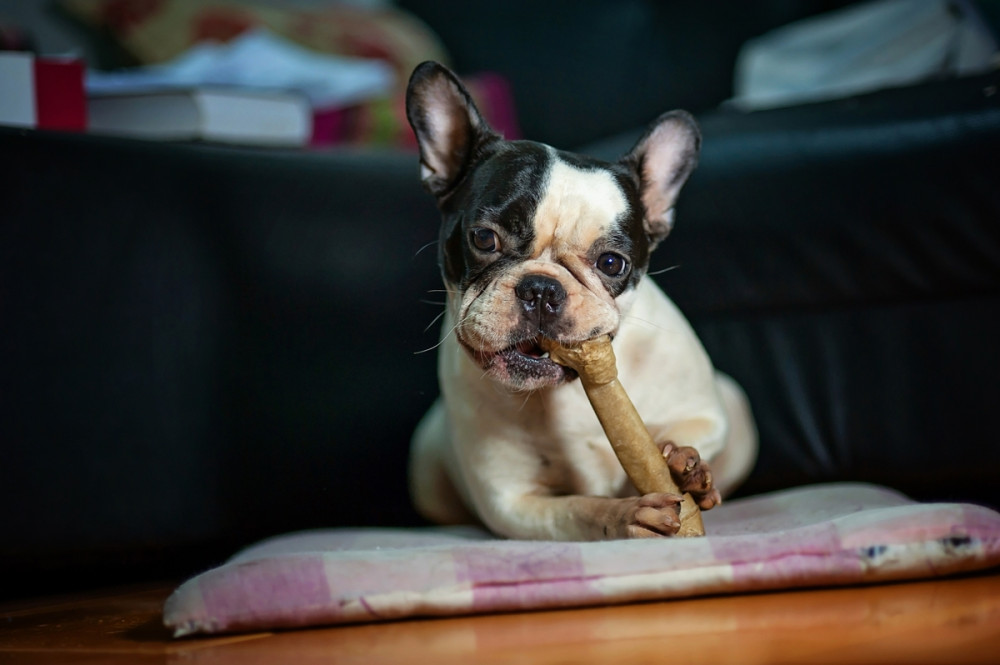 francia bulldog kölyök csontot rágcsál