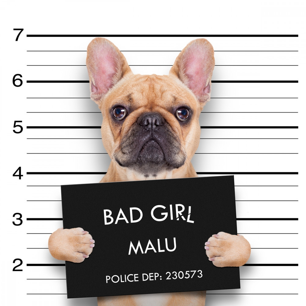 rendőrségi kép francia bulldoggal, rajta rossz kislány felirattal