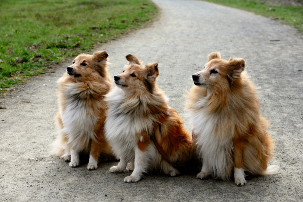 collie kutyák ülnek egymás mellett és figyelnek