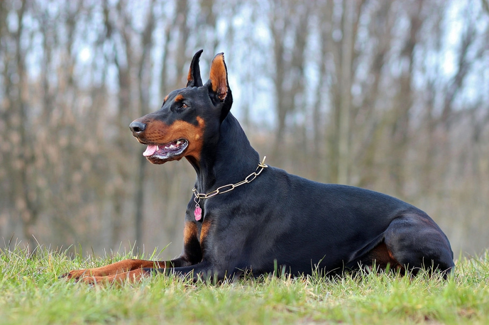 gyönyörű dobermann fekszik és figyel