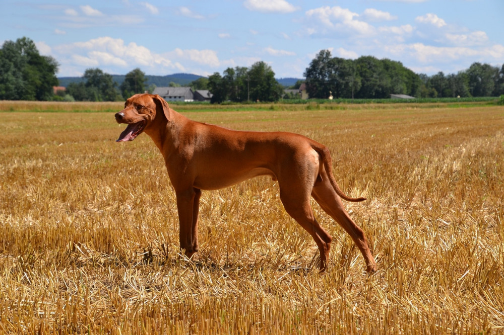 ridgeback áll és néz