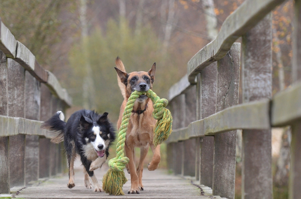 kutya szájában játékával rohan a hídon, mellette másik kutya fut