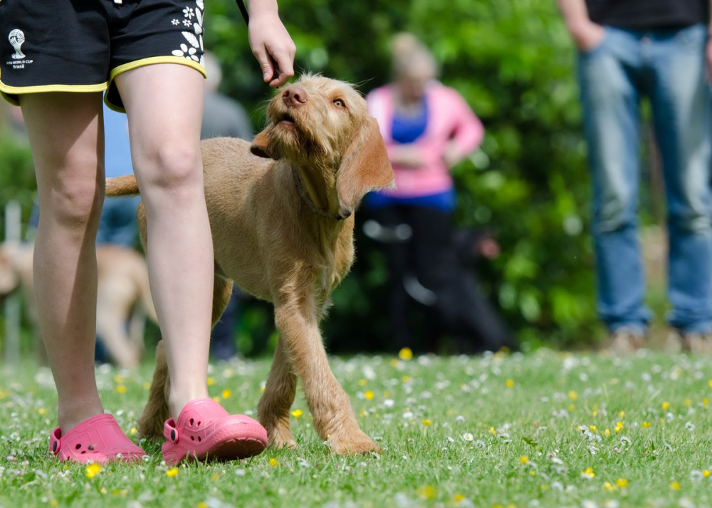 vizsla láb mellé igazodva, a gazdára figyelve halad