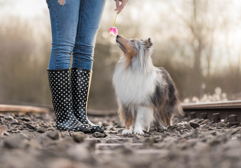 sheltie a gazda előtt áll és nézi őt