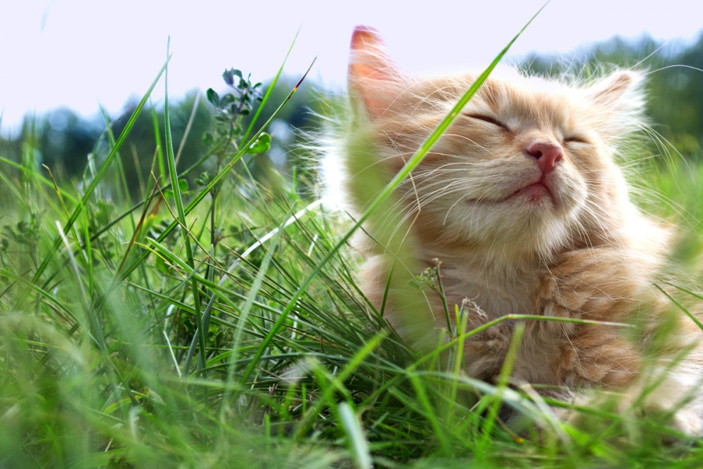 macska napozik a fűben