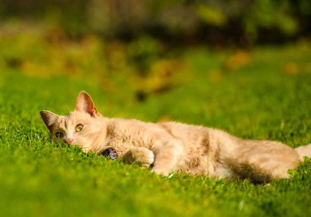vörös macska napozik a fűben