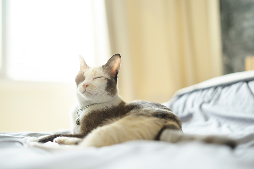 nyakörves cica hever az ágyon