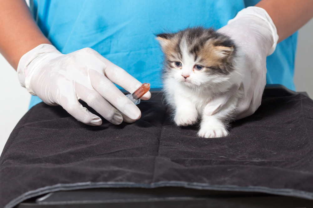 kismacska, előtte orvos keze, injekcióval