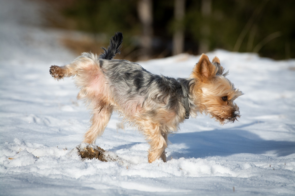 yorkie kutya a hóban pisil