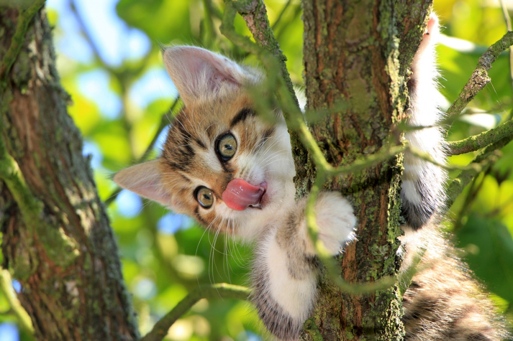 cica fán kapaszkodva a száját nyalja