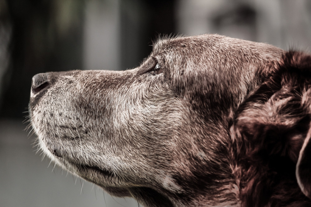 idős kutya profil portré