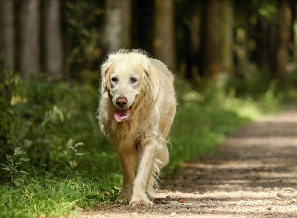 idős kutya poroszkál az erdőben
