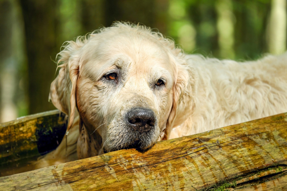 idős kutya fekszik egy farönkön